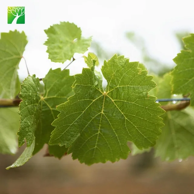 
Высокой мощности прививки винограда фруктовых деревьев рассада 