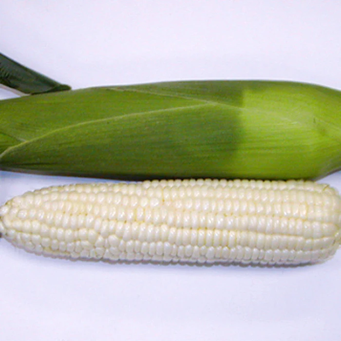 
Yellow Corn Whole Frozen Corn Cob Sweet Yellow Corn 