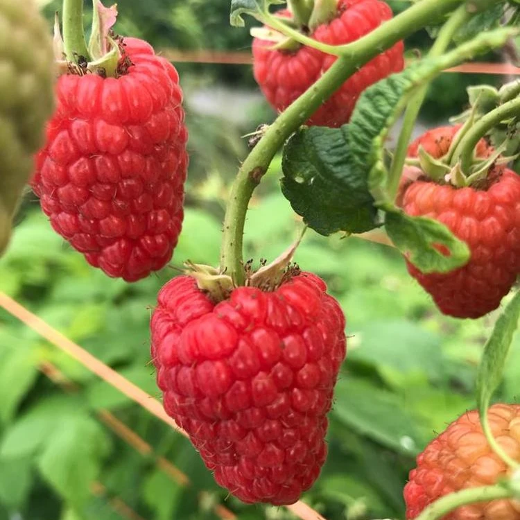 
High Quality Fresh Raspberries 