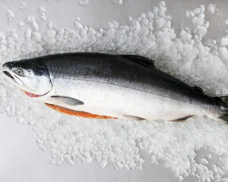 
Frozen Salmon 