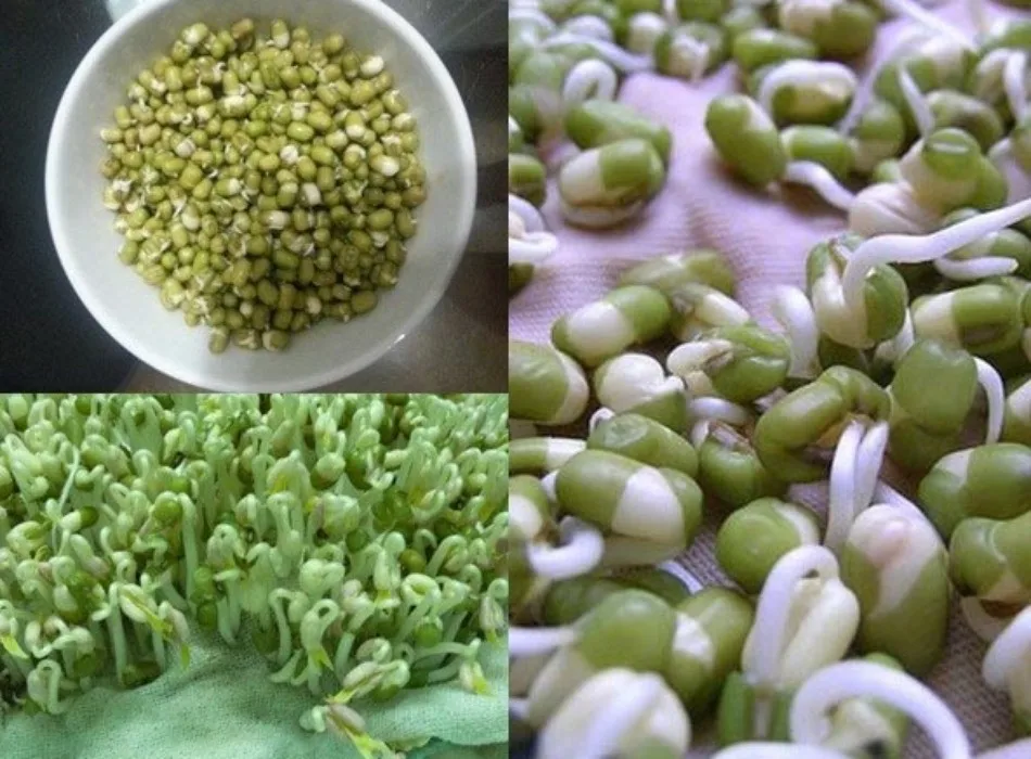 Wholesale Orsafarm Green beans 5kg/pack Premium Quality Green Mung Beans Medium Grains vigna beans for sprouting