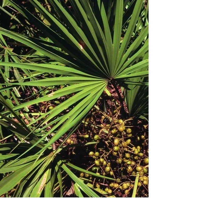 body massage oil Saw Palmetto oil