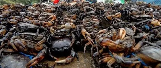 
mud crabs from Sri Lanka 