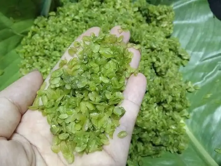 Листья Pandanus из Вьетнама-оптовая продажа свежие/замороженные/сушеные
