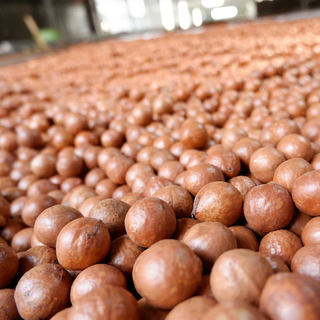 Сушеные Орехи макадамии ручной очистки размер 22 - 25 мм класс B в вакуумной упаковке конкурентоспособная цена