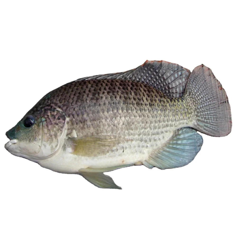 Frozen Tilapia Fish With Cheap Price Wholesale From Bangladesh