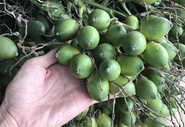 VIETNAM DRIED BETEL/ ARECA NUT HIGH QUALITY