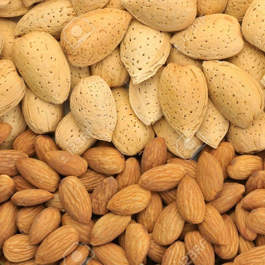 
Raw Almond Nuts in Shell for Sale 