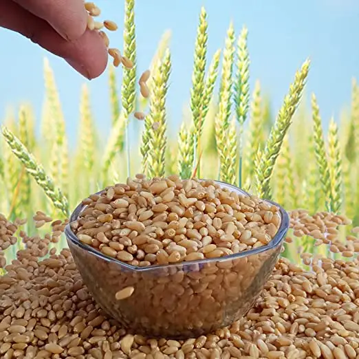 Premium 100% Organic Wheat