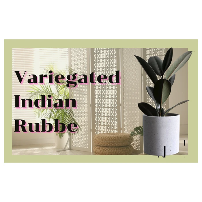 Натуральные растения фикус эластичный из Таиланда