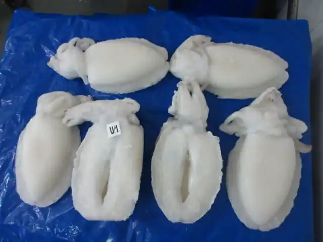 Top quality Cuttlefish  whole cleaned , Individual frozen cleaned cuttlefish from India, whole cleaned frozen cuttlefish IQF