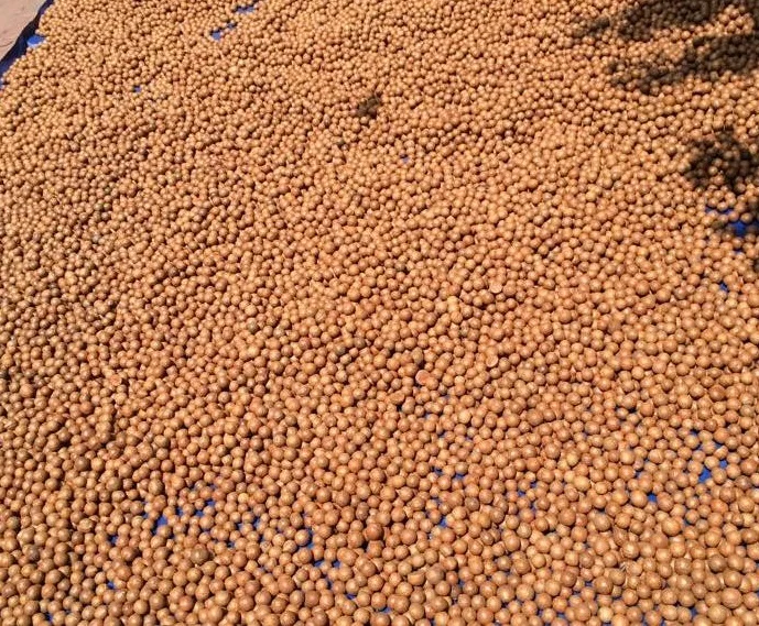 
Macadamia nut /Raw organic Macadamia nuts with shell and Without shell 