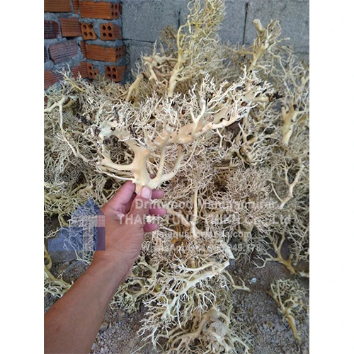 Корни для аквариума аксессуары фильтр WhatsApp + 84 963 949
