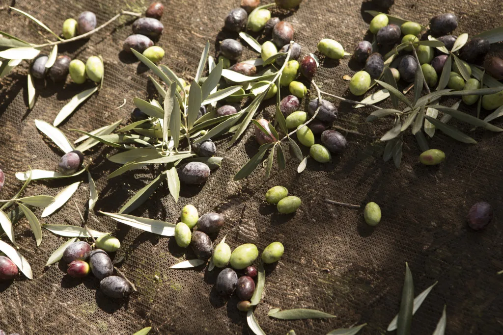 Сумка в коробке, 5 л, LOLIO, итальянское Экстра натуральное оливковое масло, Evo Gold - Frantoio Paparella-pulia-Италия