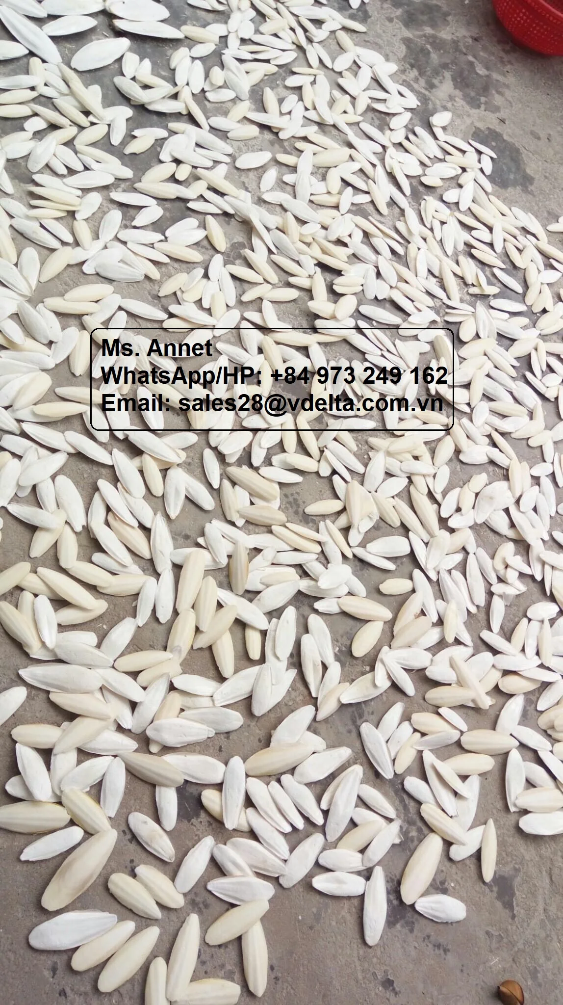 Vietnam Cuttlefish Bone for Pet feed/ Bird feed / Jenny +84 905 926 612