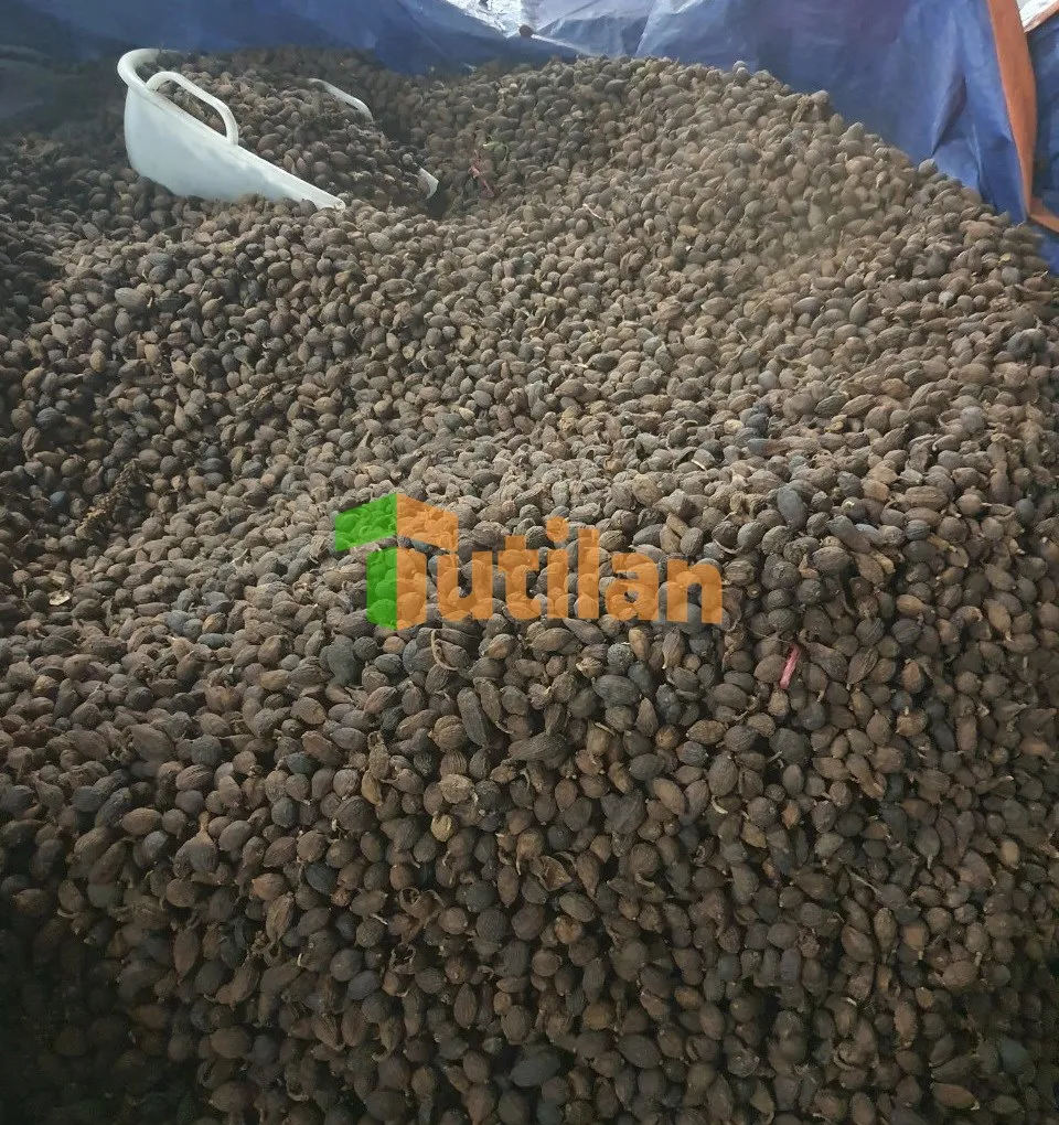 BEST PRICE FOR NATURAL DRY BLACK CARDAMOM