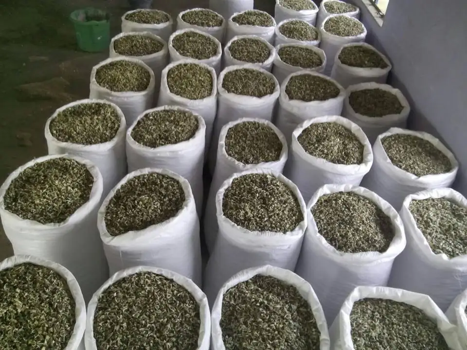 Moringa /Oleifera Seeds  for  Oil Extraction use  from India Agri Farm