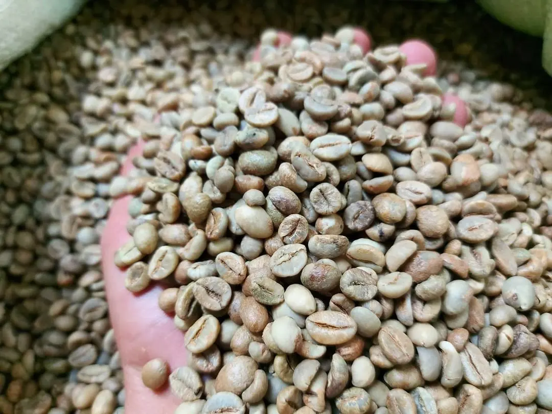 WASH POLISHED ROBUSTA COFFEE BEANS VIETNAM SCR 16 - TRACY CAO +84 969 800 854