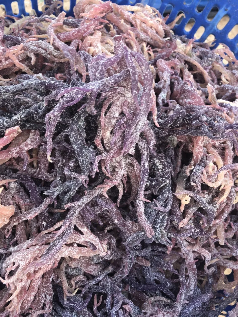 Лучший выбор фиолетовый мох из Вьетнама низкая цена ирландские морские водоросли