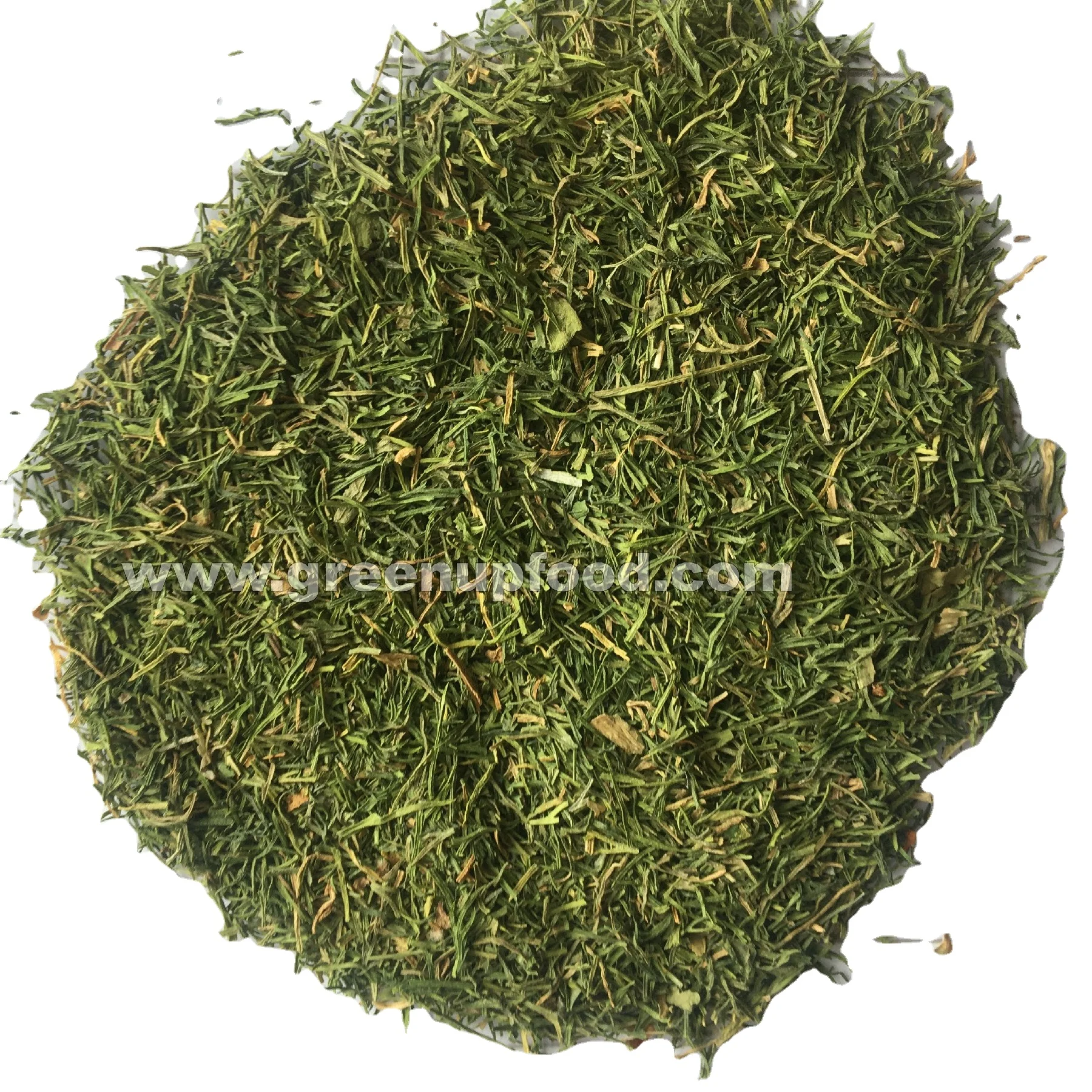 dill  weeds light green color no ash content no admixture  no impurities Anethum graveolen high quality  fresh crops