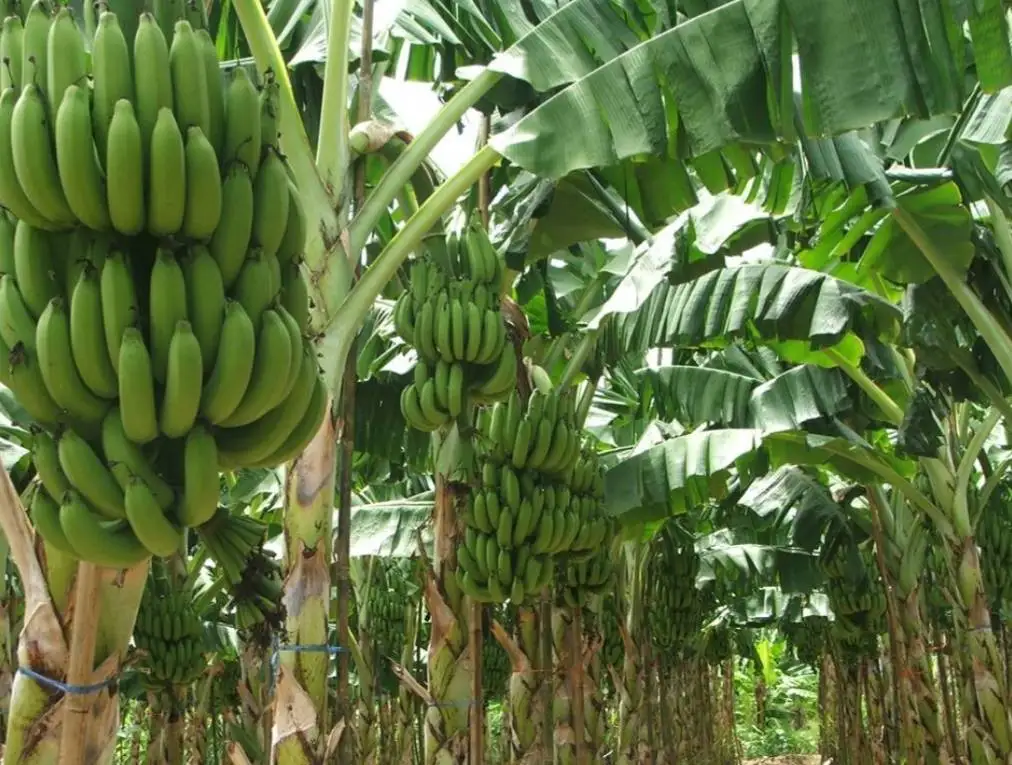 Свежий тайский банан из Таиланда Премиум фрукт лучший продавец