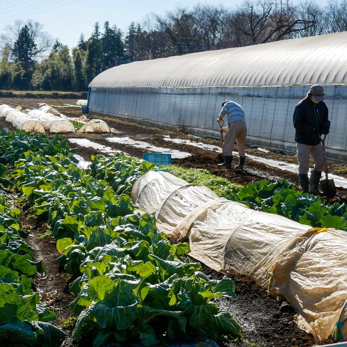 Палетка вегетарианских овощей овощных
