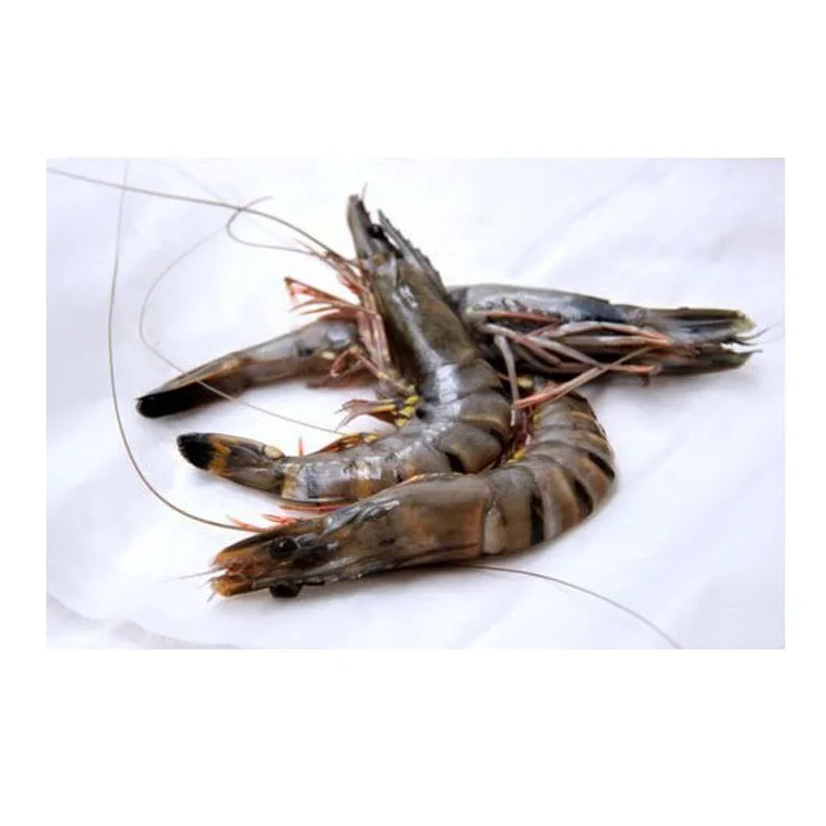 Frozen Fresh Black Tiger Shrimp