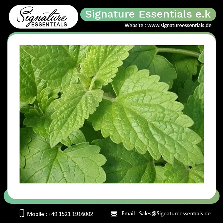 Best Selling  Cosmetic/Skin Care Use/ Medicinal Use Healthy Catnip Essential Oil (Nepeta cataria)