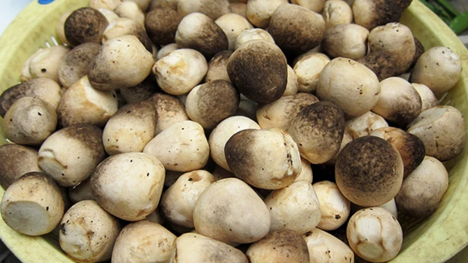
Frozen fresh Straw mushrooms - Whatsapp: +84-845-639-639 