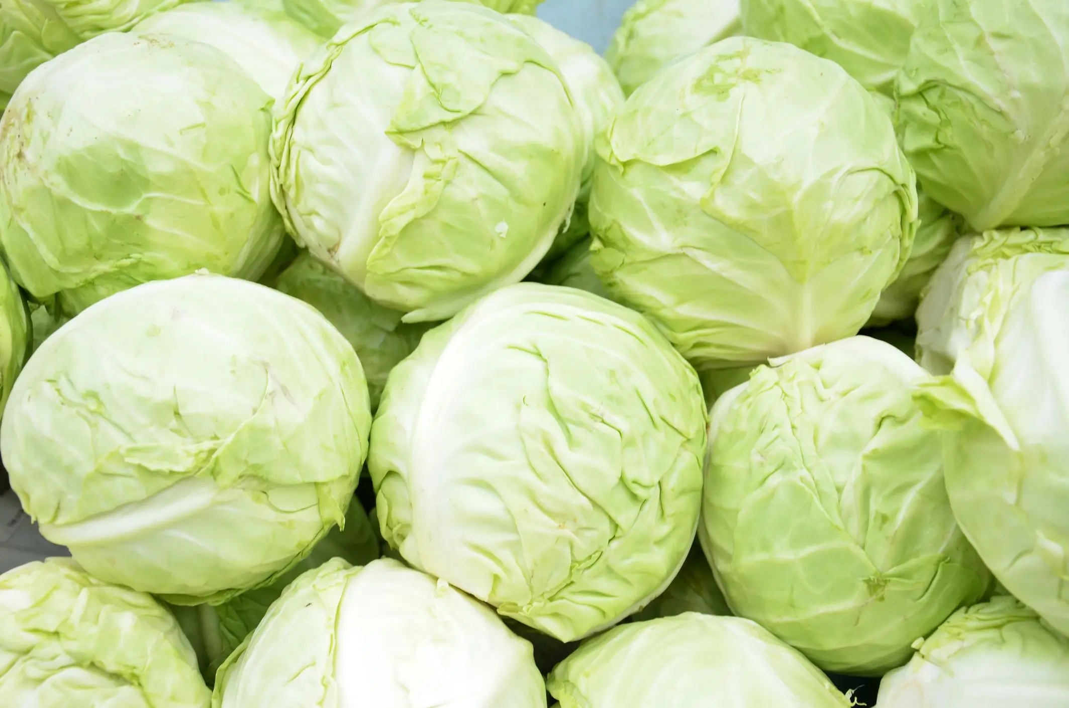 Fresh Organic Cabbage From Viet Nam- WHATSAPP TERESA +84971482716