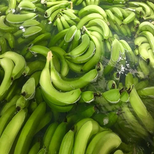 GREEN FRESH CAVENDISH BANANA  FOR SALE