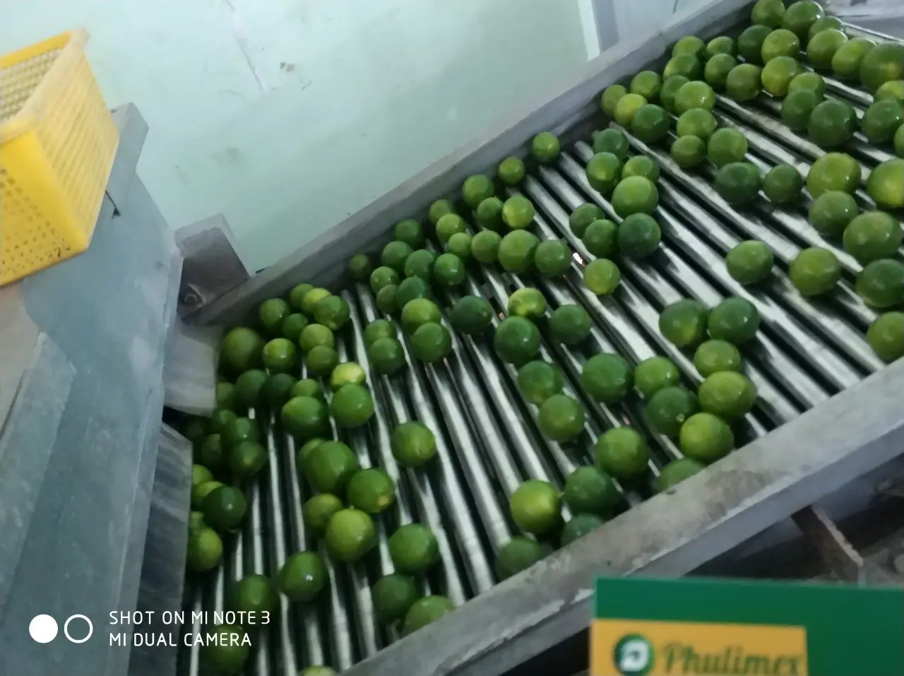 Fresh Seedless Lime/Lemon Vietnam Exporter (whatsapp +84966208131)