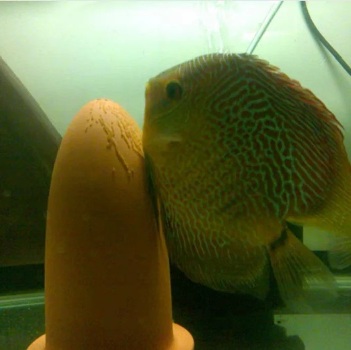  Керамические конусы для разведения рыбы пещера оранжевые аквариумные украшения ангела