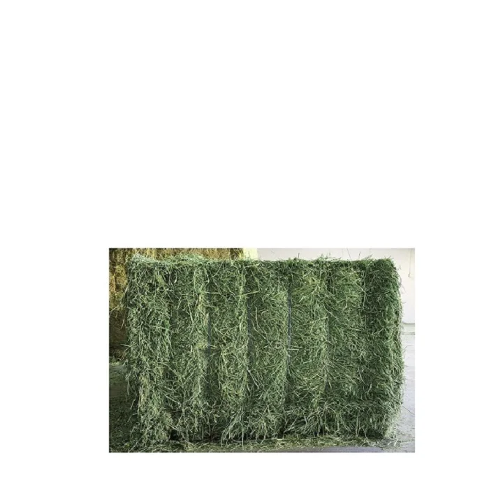 Продажа семян Альфальфа.