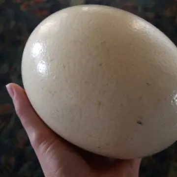 OSTRICH EGGS