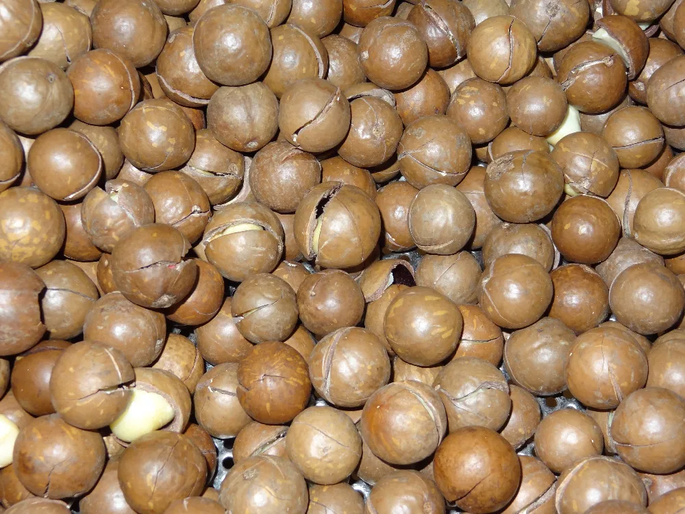 
Macadamia nuts, roasted macadamia, organic macadamia nut 