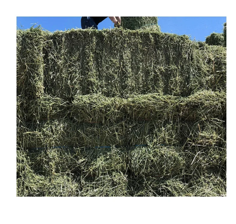 High Protein Alfalfa Hay In Bales for Sale