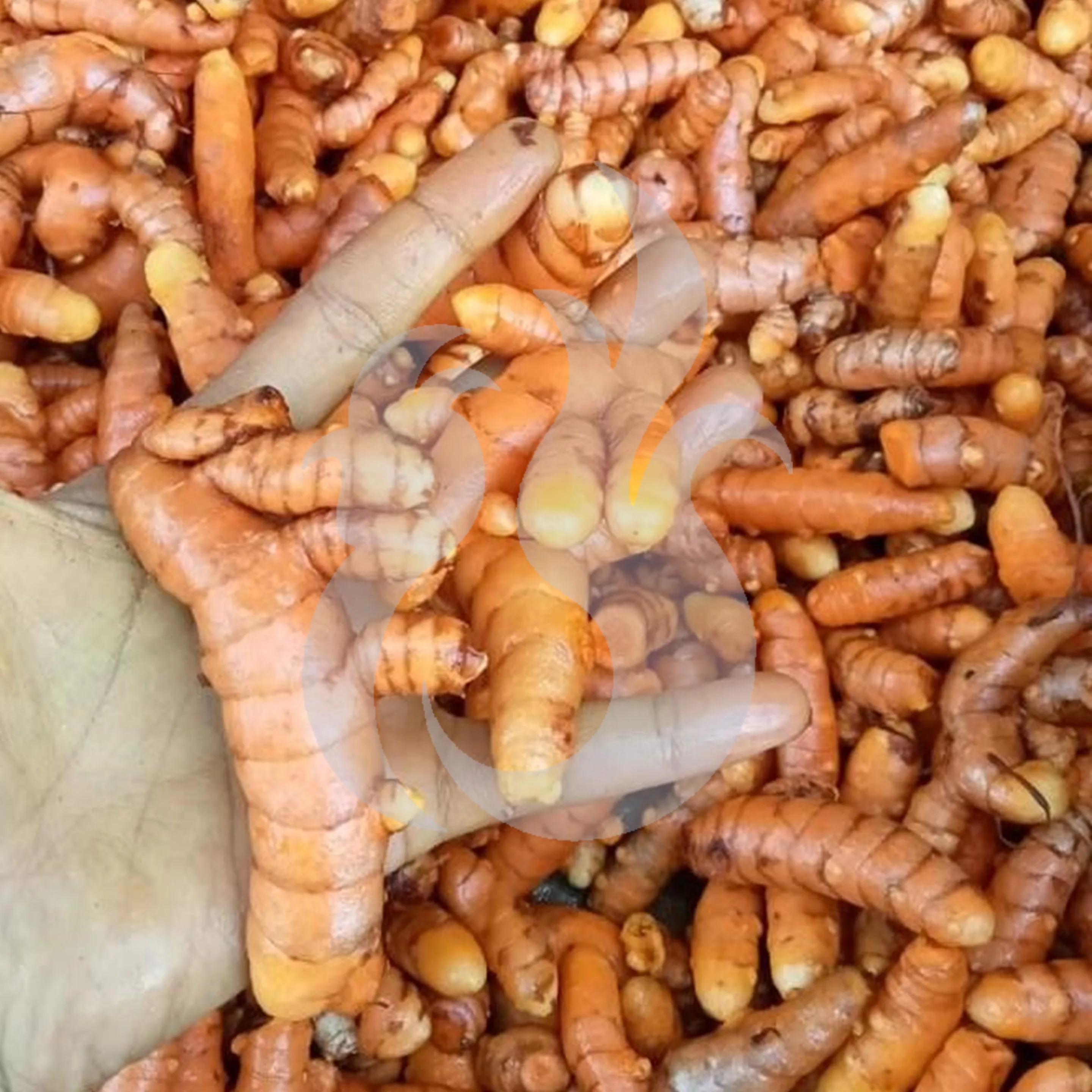 
Best Dry Turmeric Spices From Indonesia 