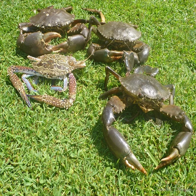 Great Quality Live Coconut Crab / Live Mud Crabs / Live King Crab