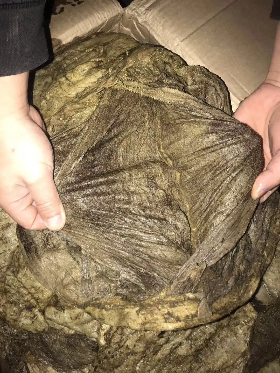 Salted Frozen Beef Omasum