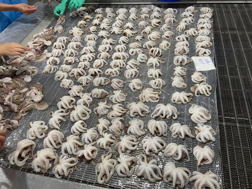 Свежий ребенок Осьминог Вьетнам для продажи по доступной цене 84 896674503