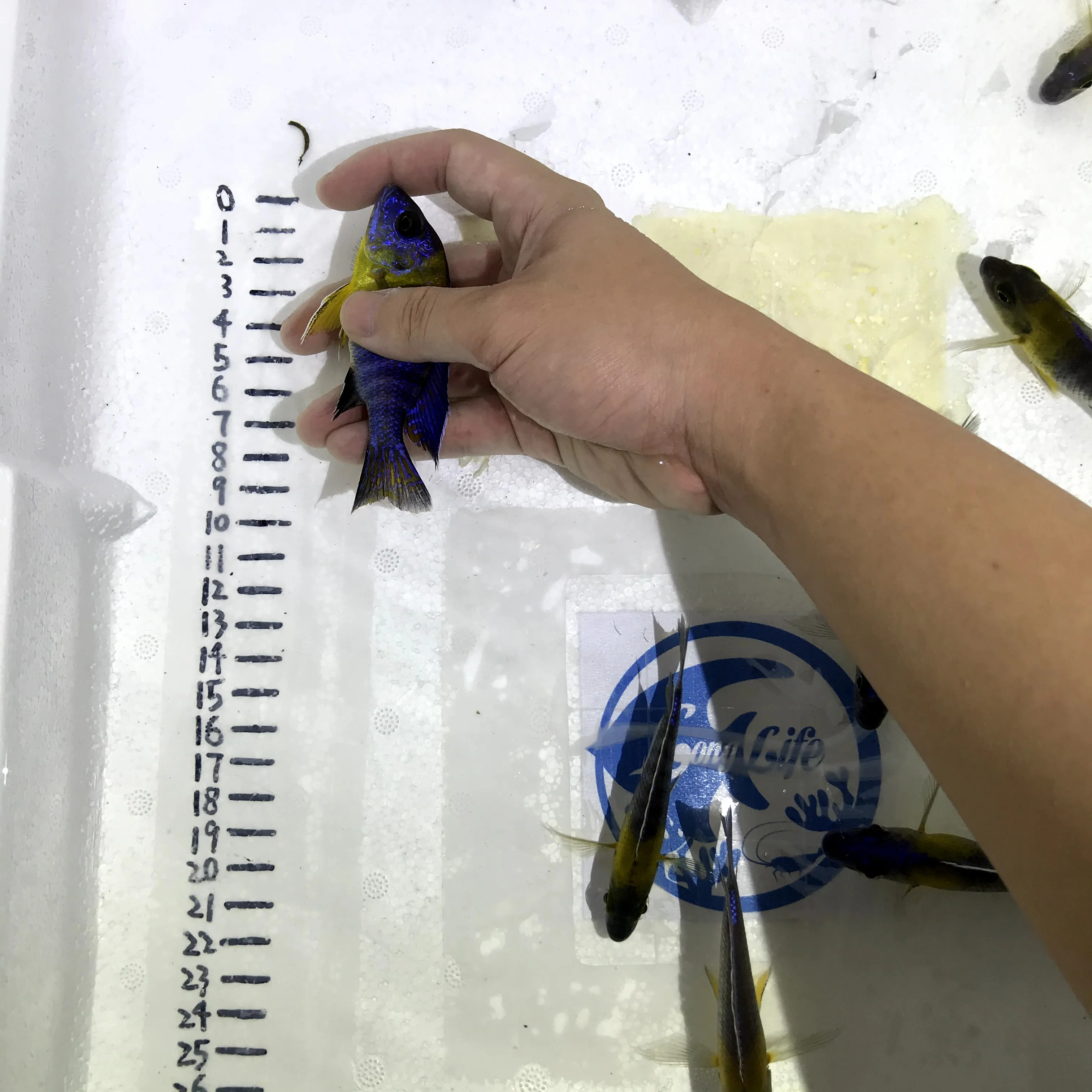 
Farm bred Aulonocara Stuartgranti 