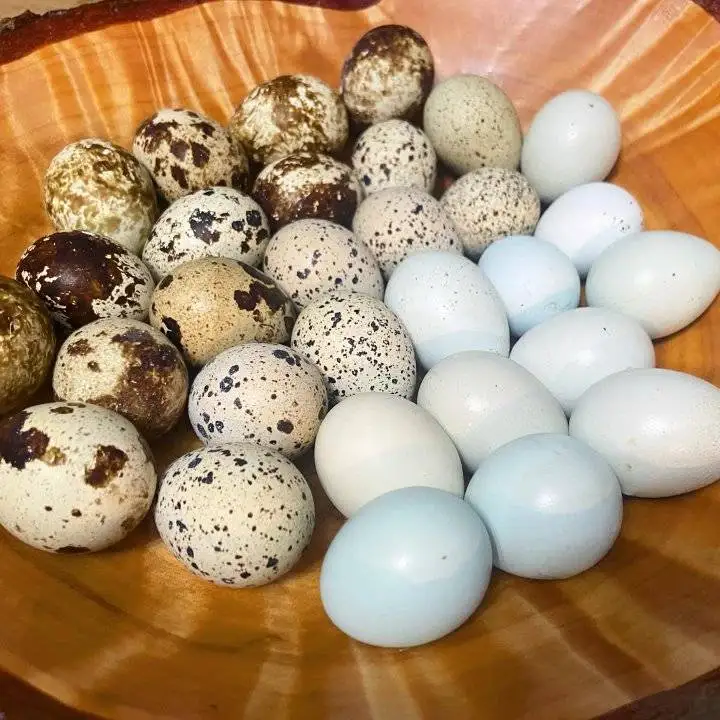 Premium Farm Fresh Quail Eggs / Hatching / Table purpose