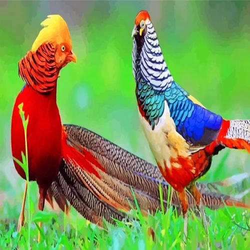 Lady Amherst Pheasants / RED GOLDEN PHEASANTS / GOLD PHEASANTS