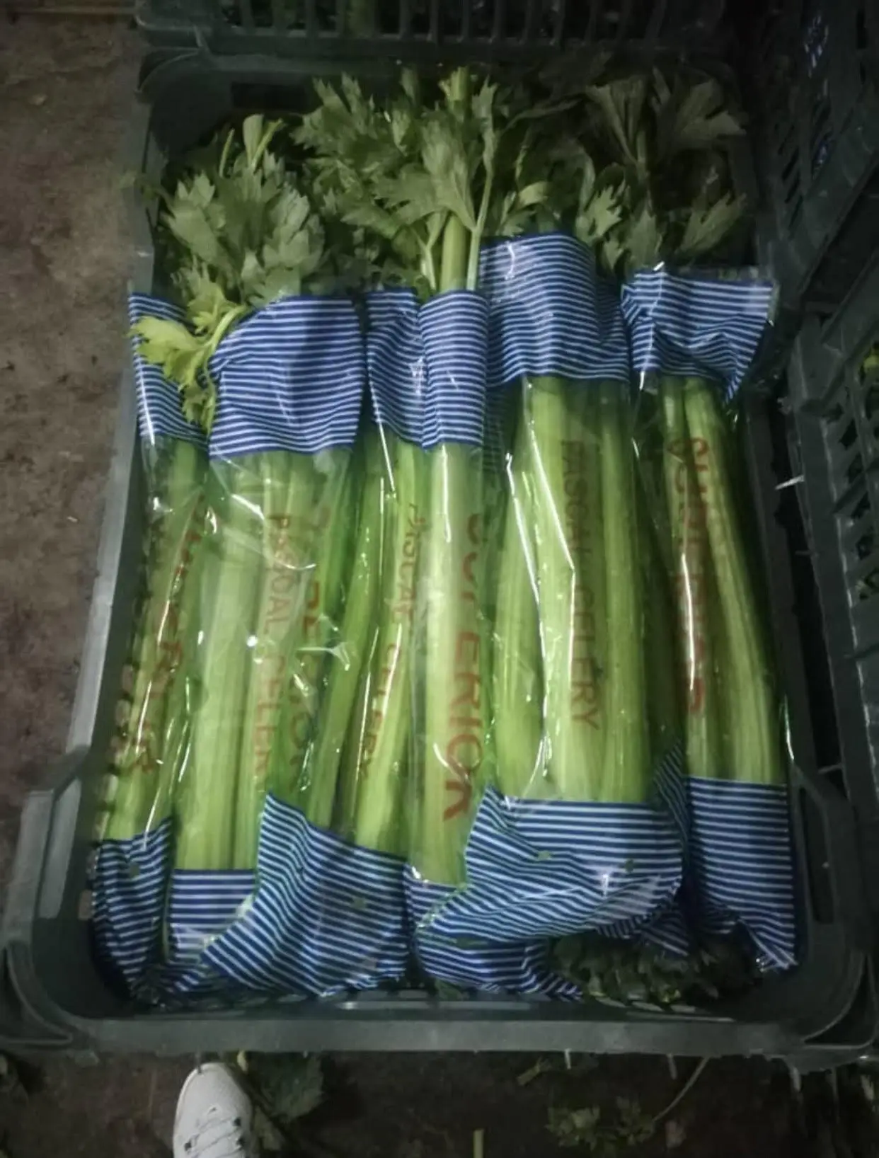 Fresh Celery