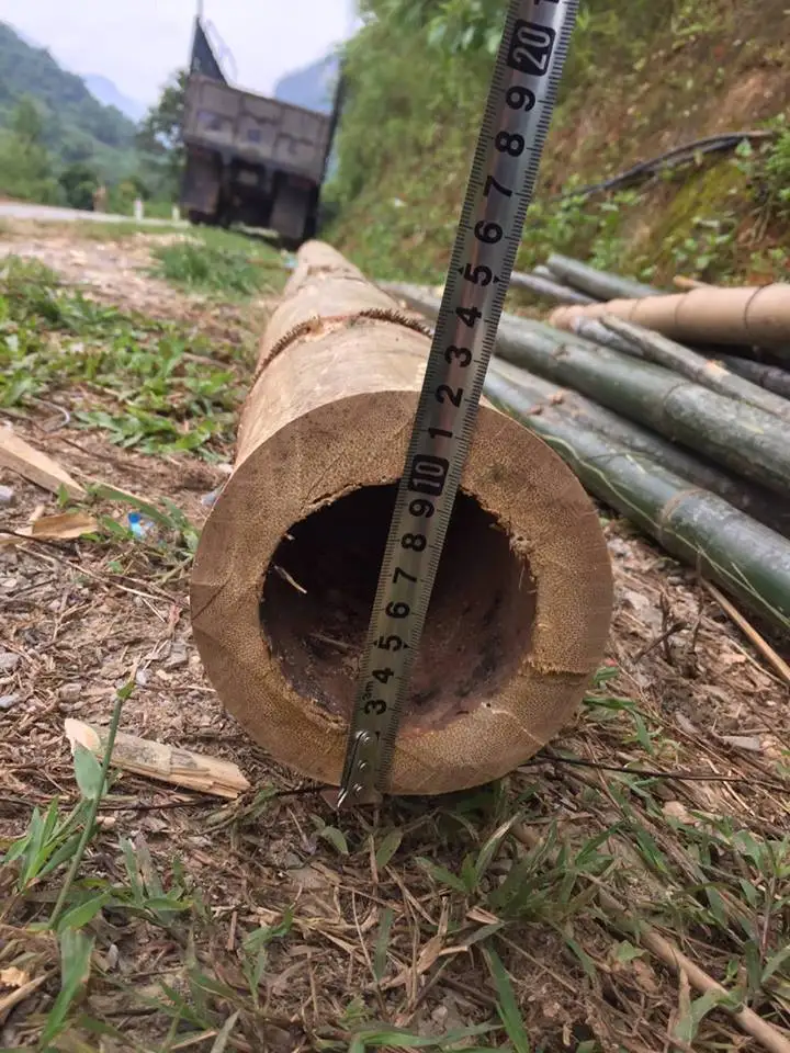 High Quality Natural Color Tam Vong Dry Solid Bamboo Poles from Vietnam Decoration Construction