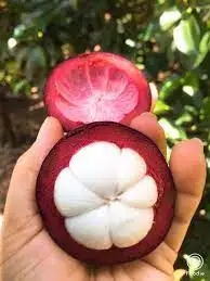 Натуральный мангостин заводская цена/Whatsapp: + 84 896679047