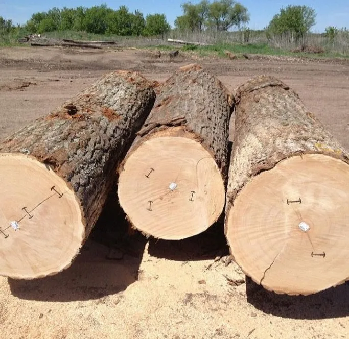  Eucalyptus timber logs and