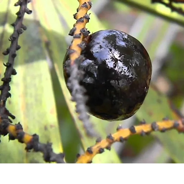 body massage oil Saw Palmetto oil