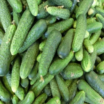
Fresh Gherkin Baby Cucumber For Sale From Turkey Best Price 2021 